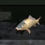 DayZ Standalone Carp